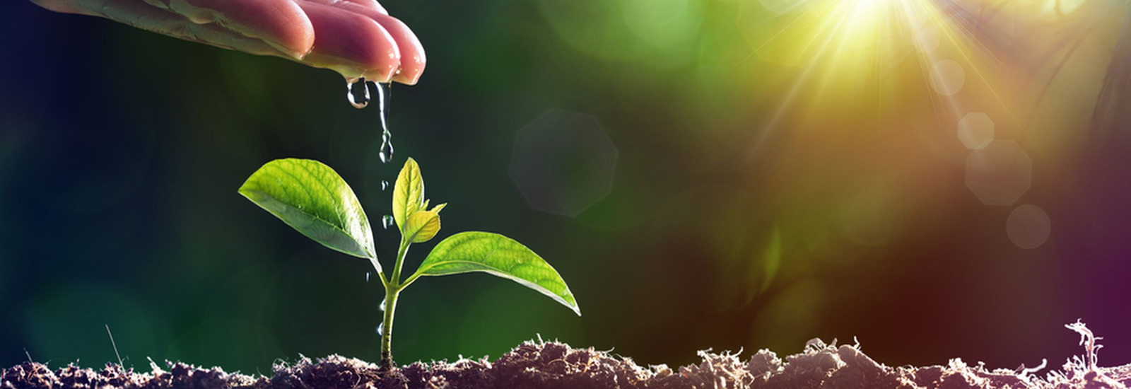 Hand dripping water on to a small plant